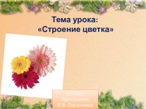 Презентация  Строение цветка