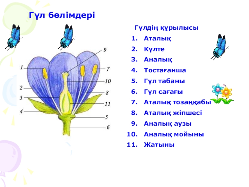 Гүлдің құрылысы презентация