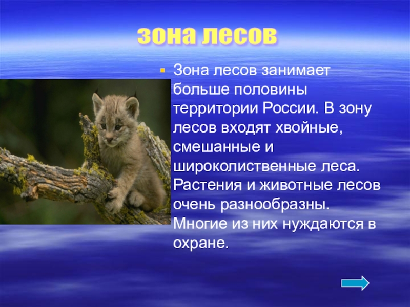 4 лесных зон. Животные зоны лесов доклад. Доклад о животном зоны лесов. Доклад о животных зоны лесов. Доклад о животных Лесной зоны.