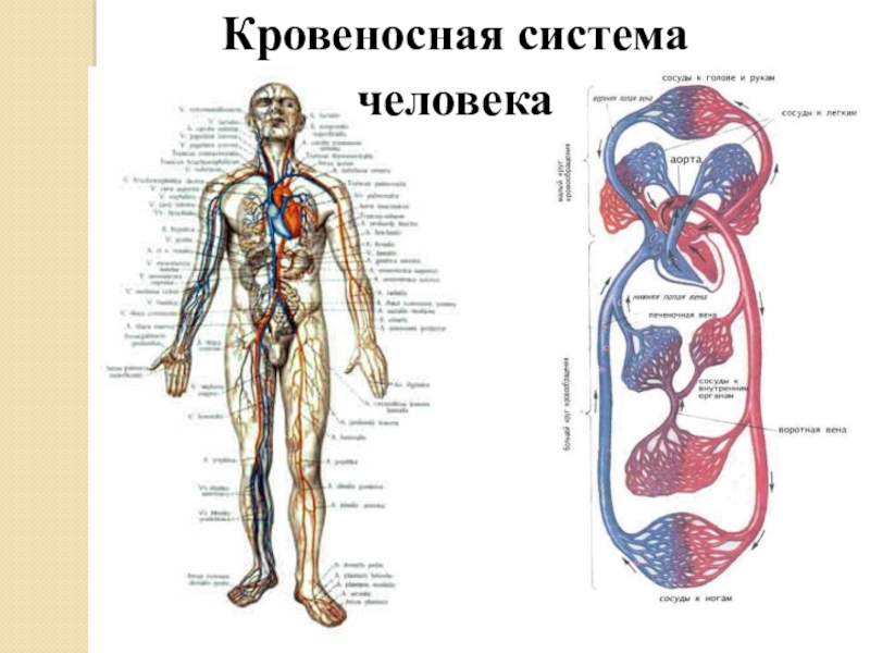 Укажите название органа кровеносной системы человека. Схема кровяной системы человека. Кровеносная система человека общая схема. Схема строения кровеносной системы. Кровеноснаямсистема человека.