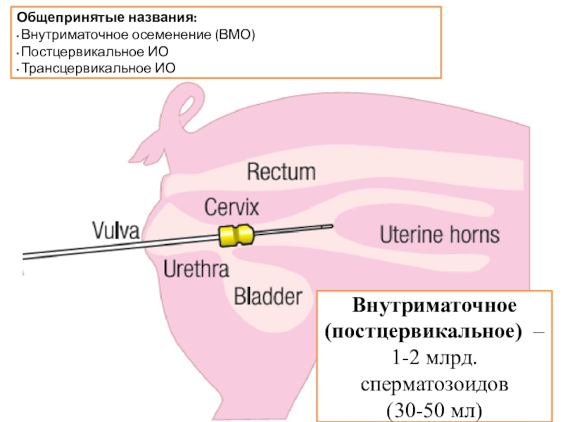 Осеменение свиней. Внутриматочное осеменение свиней. Внутриматочный способ искусственное осеменение свиней. Описание зонд внутриматочного осеменения свиней. Внутриматочное осеменение овец схема.