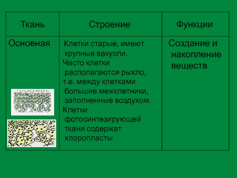 Ткани растений и их функции презентация