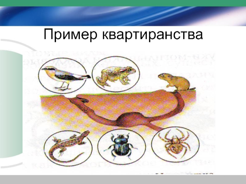 Квартиранство презентация по биологии