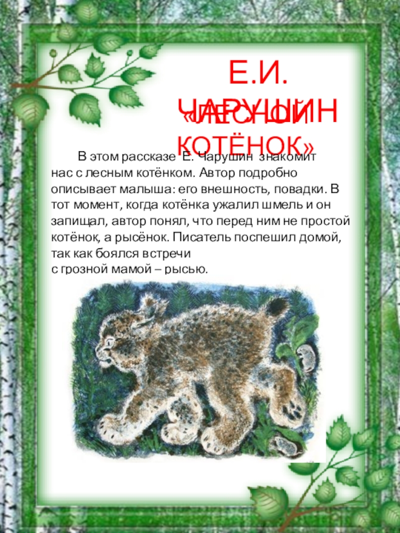 Чарушин лесной котенок