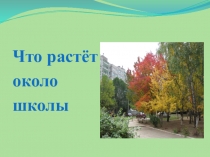 Презентация по окружающему миру на тему Что растёт около школы