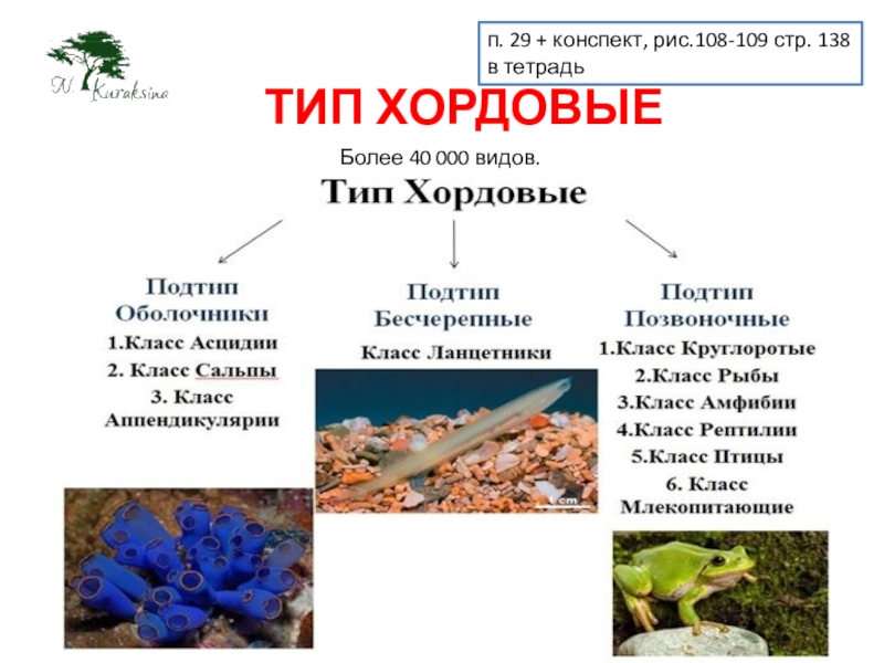 Какого подтипа животных нет в типе хордовые. Общая характеристика хордовых конспект. Подтипы в биологии. Подтип определение биология. Подтип Херлица.