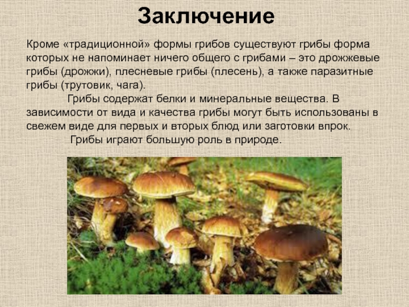 Кроме «традиционной» формы грибов существуют грибы форма которых не напоминает ничего общего с грибами – это дрожжевые