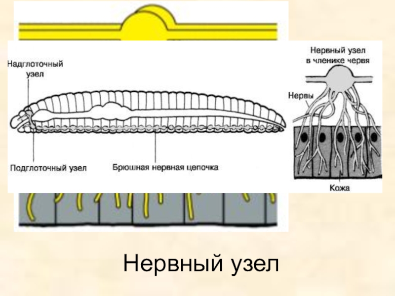 Дыхание дождевого червя. Нервная система дождевых червей. Нервная система дождевого червя. Узловая нервная система дождевого червя. Нервная система дождевого червя схема.