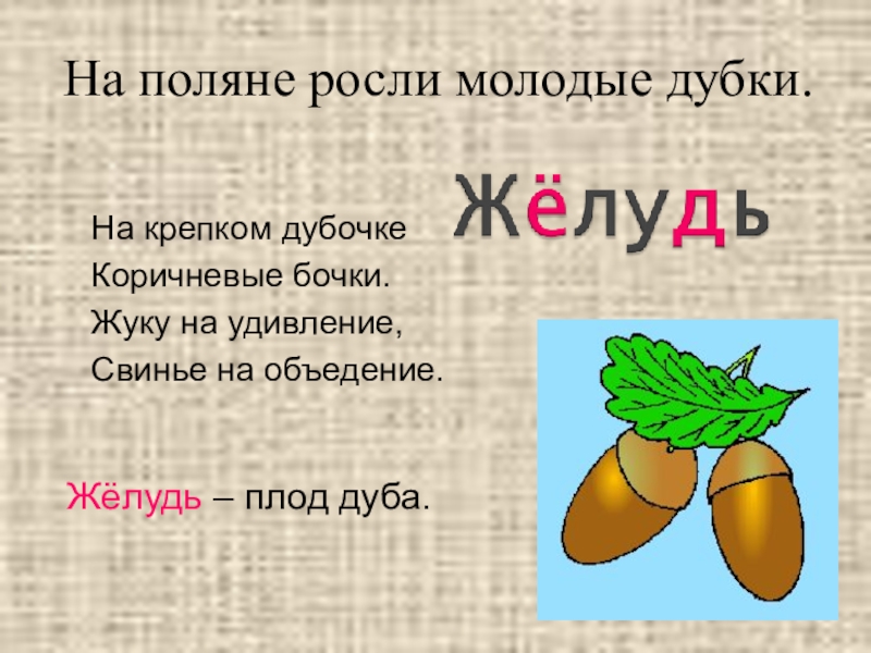 Слово дуб. Загадка про Желудь. Загадка про дуб. Загадка про Желудь для детей. Загадка про Желудь для детей 6-7 лет.