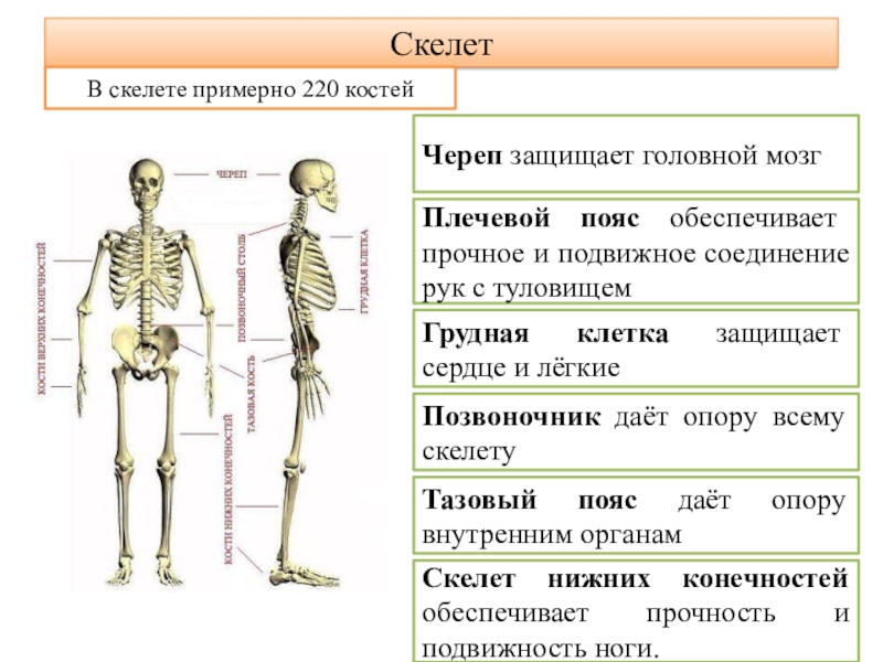 Напиши названия указанных. Какие органы защищает скелет. Скелет защита внутренних органов. Скелет человека защищает внутренние органы от повреждений.