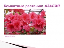 Презентация по окружающему мируАзалия