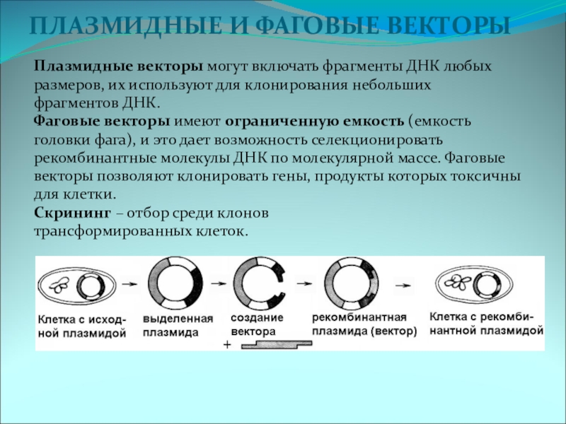 Клонирование телефона. Плазмидные векторы. Вектор в генной инженерии это. Векторные молекулы на основе плазмидной и фаговой ДНК. Плазмидные вектора для клонирования.