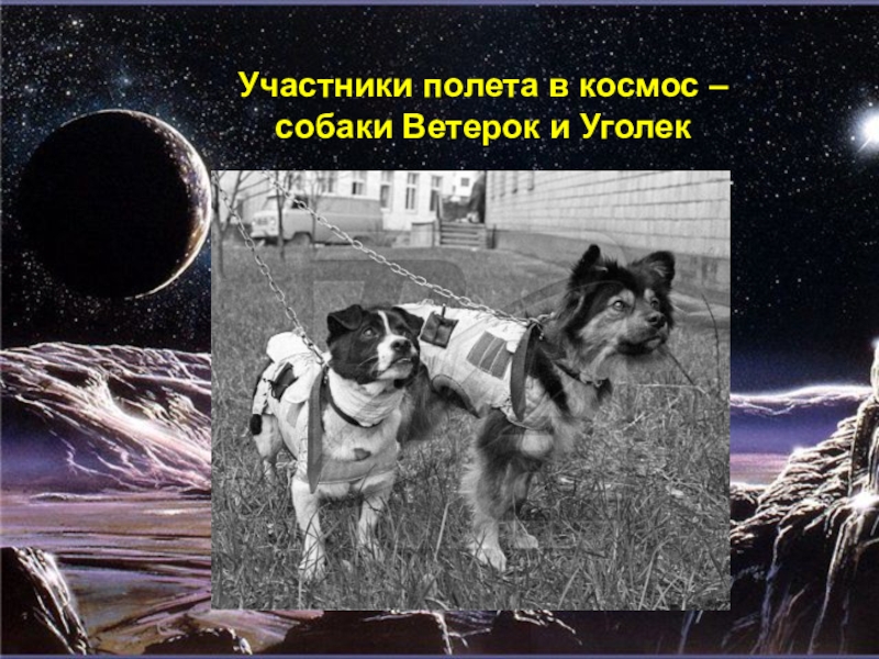 Сколько собак летало в космос. Собаки ветерок и Уголек в космосе. Участники полёта в космос. Собаки ветерок и уголёк. Полет собак в космос. Собаки летавшие в космос.