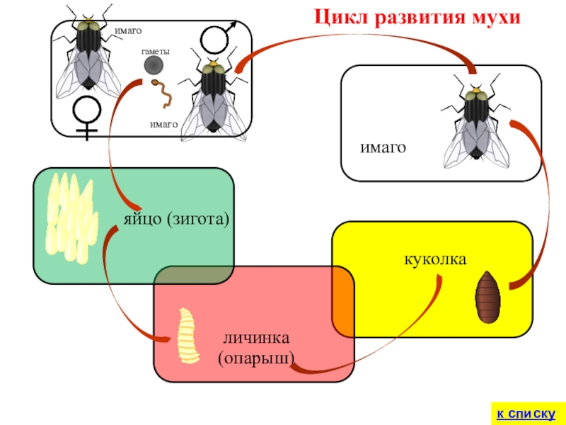 Цикл развития мухияйцо (зигота)личинка(опарыш)куколкаимагоимагоимагок спискугаметы