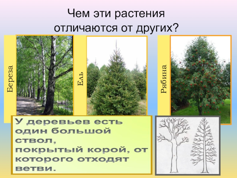 Растение отличается от другого. Отличия березы и ели. Чем отличаются береза и ель. Чем похожа береза и ель. Берёза и ель классификации.