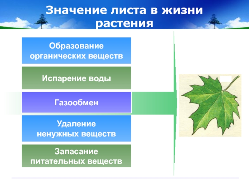Первый лист смысл. Значение листьев для растения. Значение листа для растения. Значение листа.