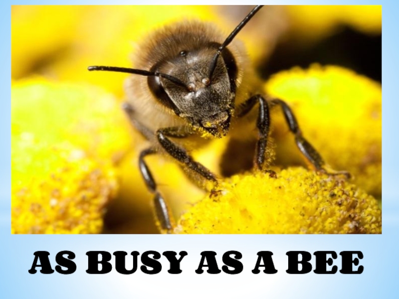 Золотой нектар. Пчелы. As busy as a Bee. Предложения с busy as a Bee. As busy as a Bee идиома.