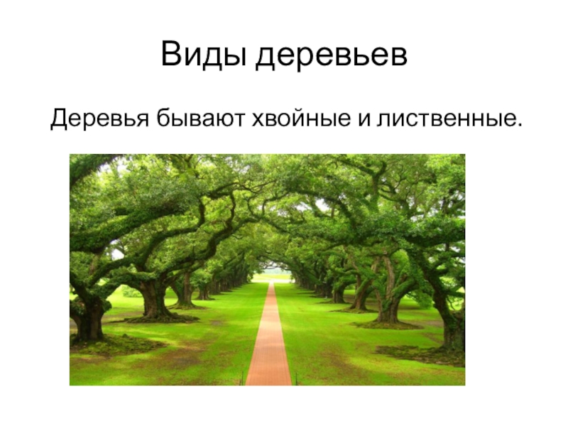 Деревья прилагательные. Объекты дерево на слайде. Какого из деревьев не существует в природе. Когда человек бывает деревом ответ. Каких 2 дерева не существует.