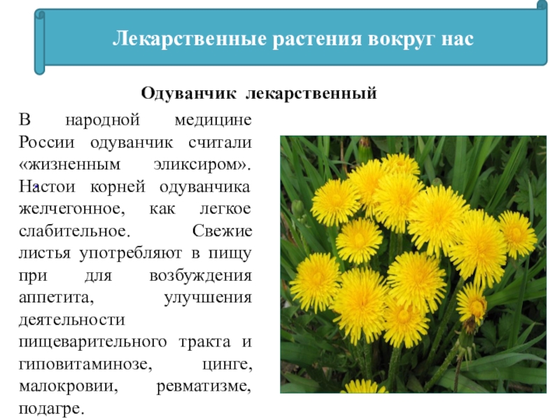 Презентация medicinal plants