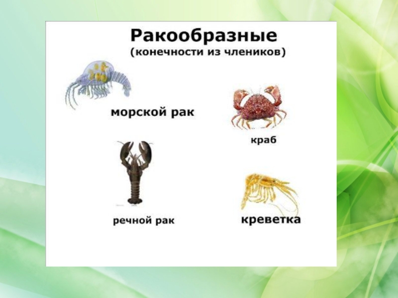 Беспозвоночные животные 3 класс