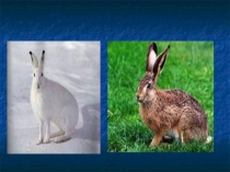 Презентация к уроку: Вид,его критерии