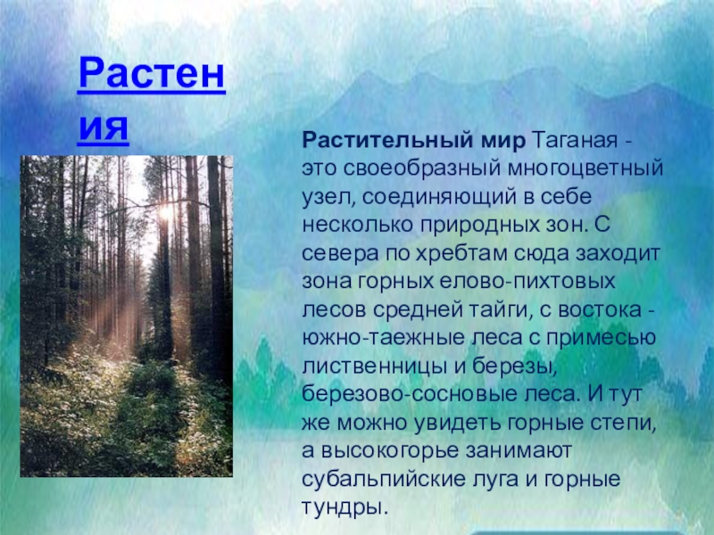 Состав национального парка таганай. Растительный мир Таганая. Природные зоны Таганая. Таганай презентация. Животный и растительный мир Таганая презентация.