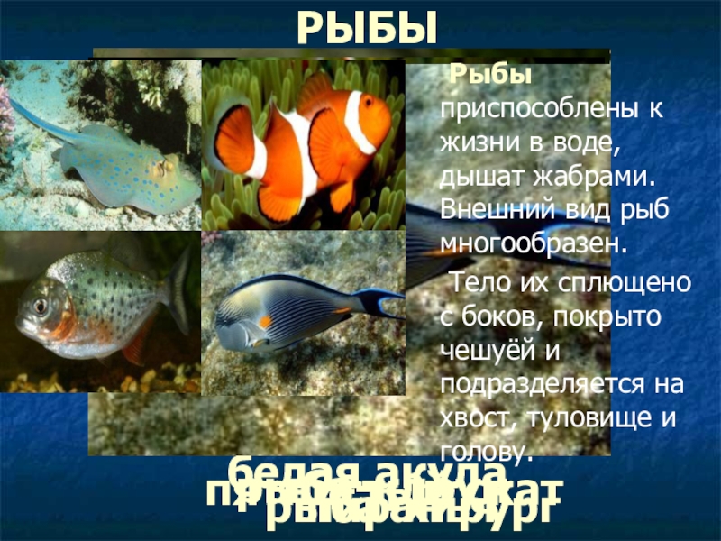 Сообщение про класс рыб. Рыба хирург и рыба клоун. Презентация на тему рыбы 1 класс. Голубой хирург и рыба клоун. Рыба приспособлены.