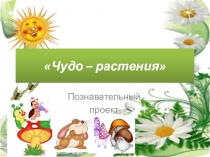 Презентация проекта на тему: Чудо-растения