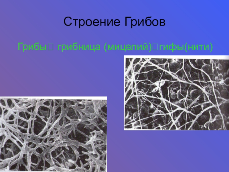 Мицелий гифы гриба. Строение грибов. Мицелий грибов характеризуется:. Строение нитей мицелия. Мицелий состоящий из нитей гиф.
