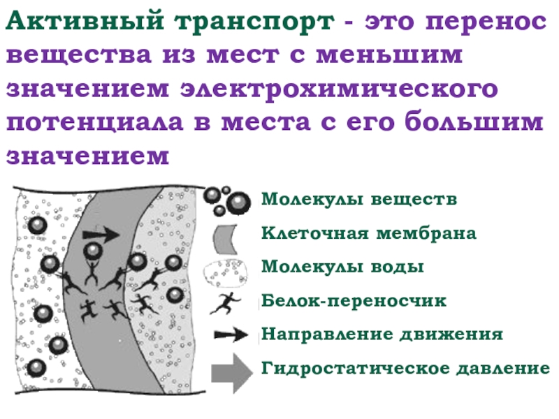 Транспорт натрия активный транспорт