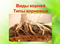 Презентация по биологии на тему Типы корней и виды корневых систем (6 класс)