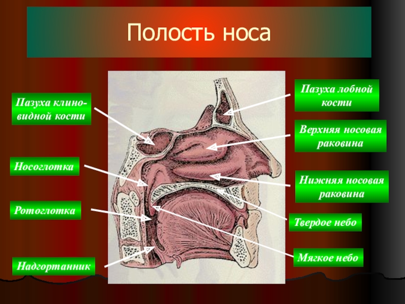 Носовая полость рисунок