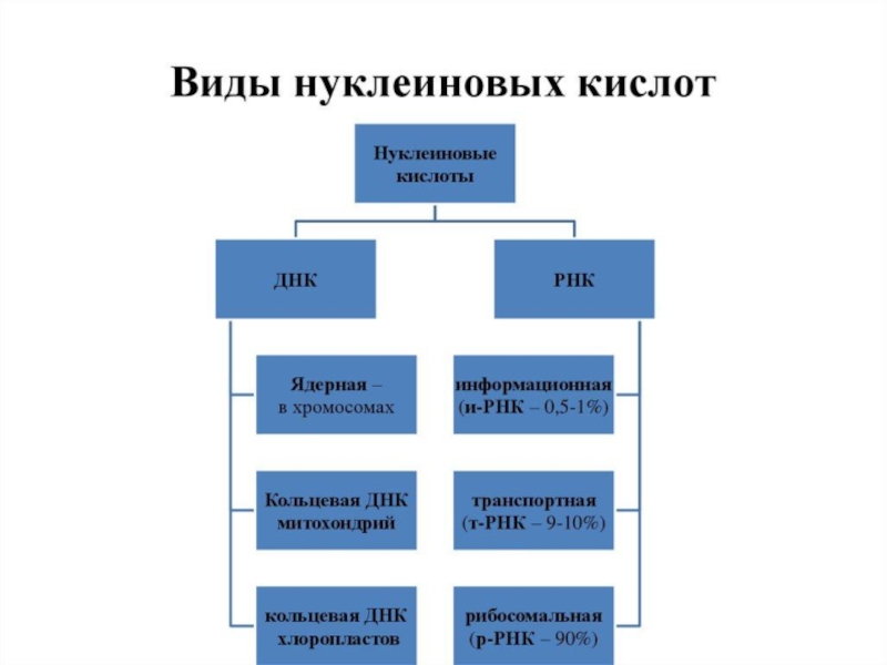 Днк и рнк презентация 10 класс химия