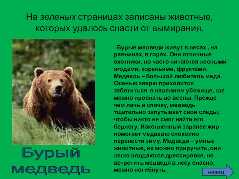 На зеленых страницах записаны животные, которых удалось спасти от вымирания.     Бурые медведи живут