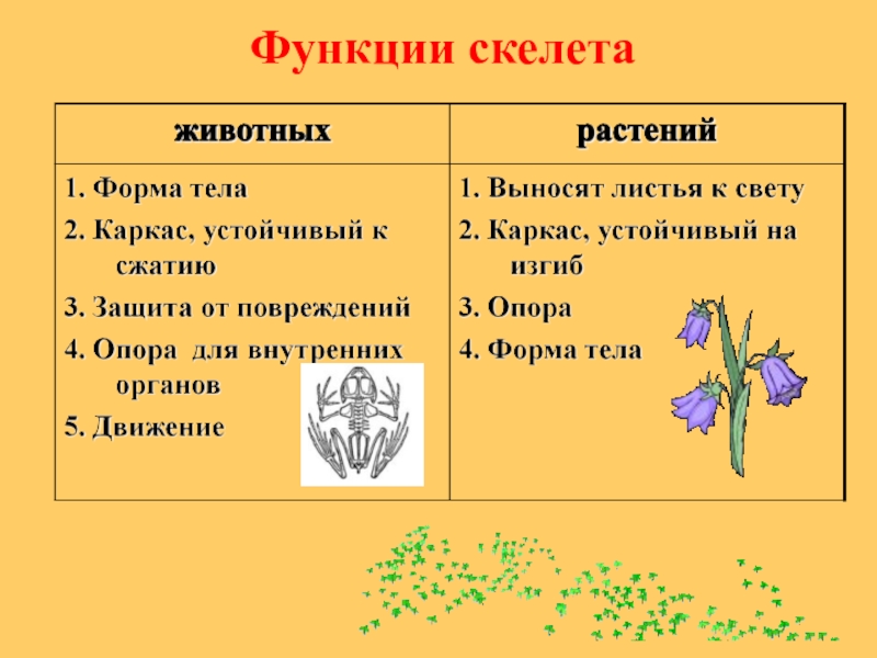 Скелет опора организма 6 класс биология презентация