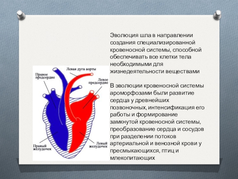 Презентация эволюция кровеносной системы позвоночных