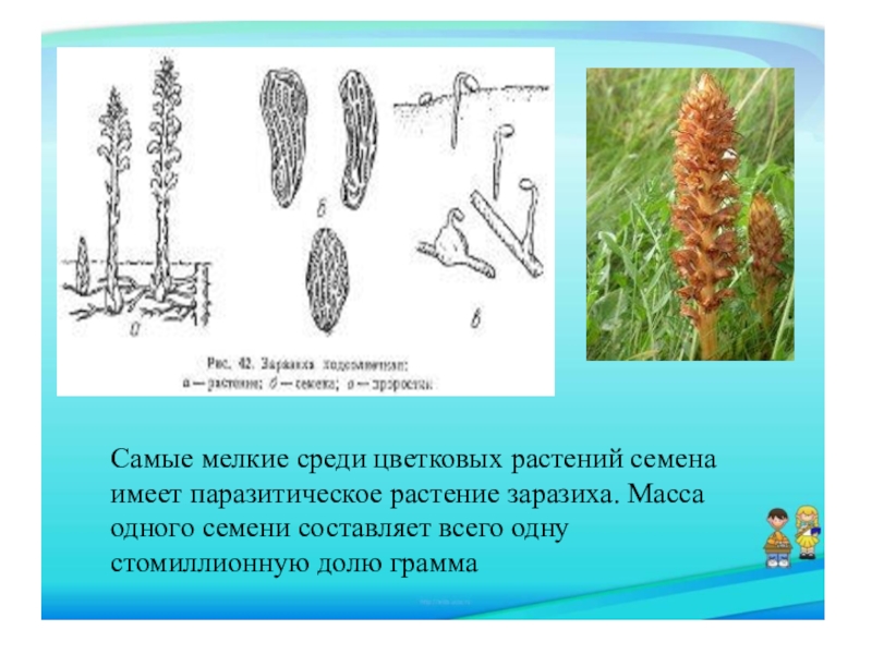 Семена растений имеют. Самые мелкие семена среди цветковых растений. Самые мелкие семена растений. Мелкие семена у цветковых. Имеют мелкие семена.