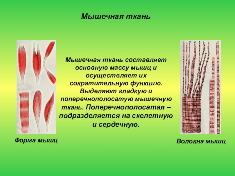 Основу скелетных мышц составляет ткань. Основа мышечной ткани. Название мышечной ткани. Ткань основа скелетной мускулатуры. Мышечная ткань бывает.