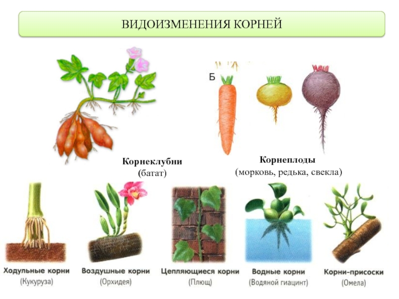 Что относится к видоизмененным корням биология 6. Видоизменения вегетативных органов растений. Видоизменения органов растений корень. Видоизменение корня растений таблица.