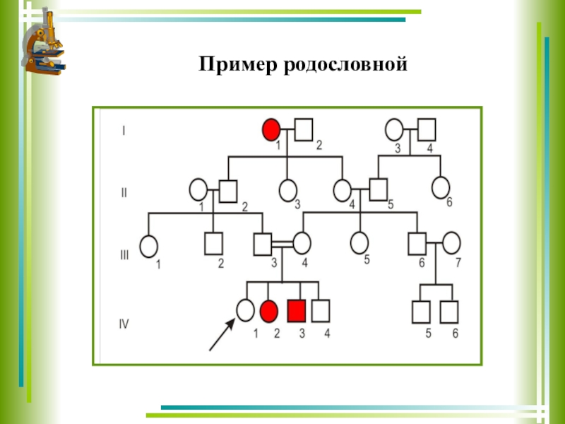 Родословная пример образец