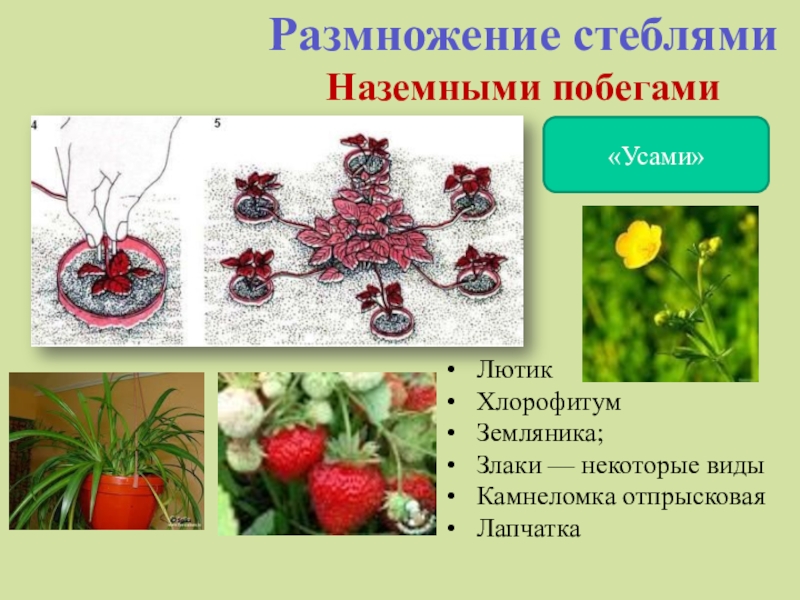 Проект на тему растения 6 класс технология