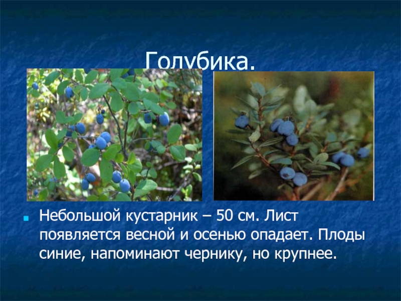 Голубика лекарственное растение. Где растёт голубика в россии. Голубика сообщение 4 класс. Голубика окружающий мир. Растения красной книги ярославской области.