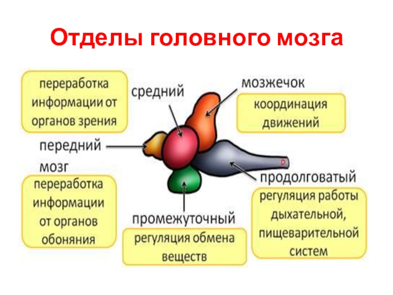 Строение рыбы 7 класс биология презентация