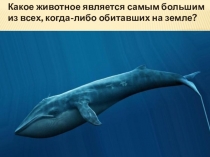 Презентация по окружающему миру для детей 5-6 лет на тему : Самые необычные животные