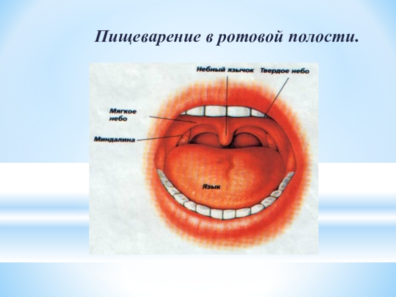 Ротовая полость презентация