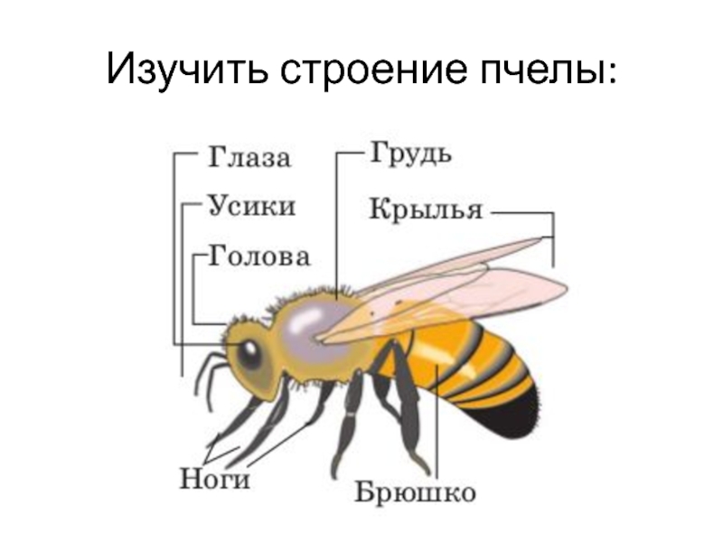 Строение пчелы для детей дошкольного возраста картинки