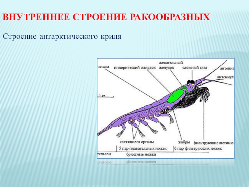 Класс ракообразные дыхательная система. Строение дыхательной системы ракообразных. Строение жабер ракообразных. Антарктический криль строение.