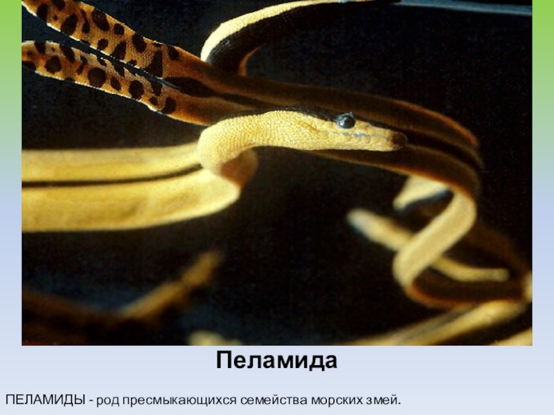 изумрудная игуана. размножение пресмыкающихся рептилий. род пресмыкающихся. прыткая ящерица рептилия. морская ядовитая змея с сплющенным хвостом.