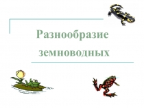 Презентация по теме Разнообразие земноводных