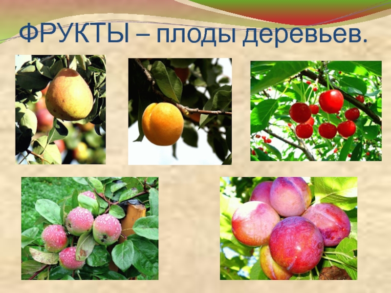 Функция плодового. Деревья и плоды. Плоды деревьев фото и названия. Окружающий мир 1 класс плоды деревьев названия. Какие есть деревья с плодами.
